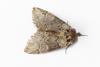 Drymonia melagona